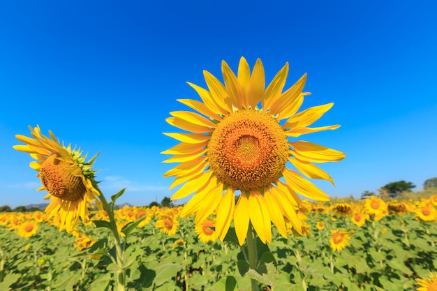 Sunflower under the blue sky.