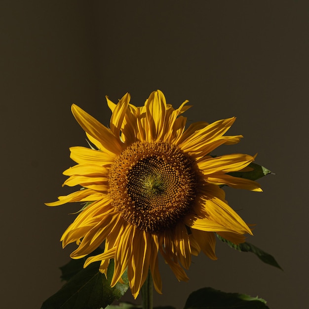 Sunflower bud in aesthetic sunlight shadows on dark background Minimal floral composition