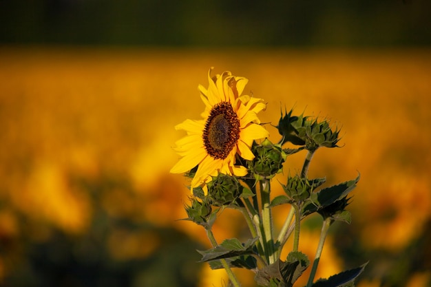 Sunflower closeup against a blurred background of other blooming sunflowers