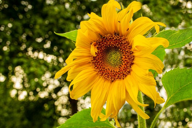 Sunflower closeup on a green natural background Copy space