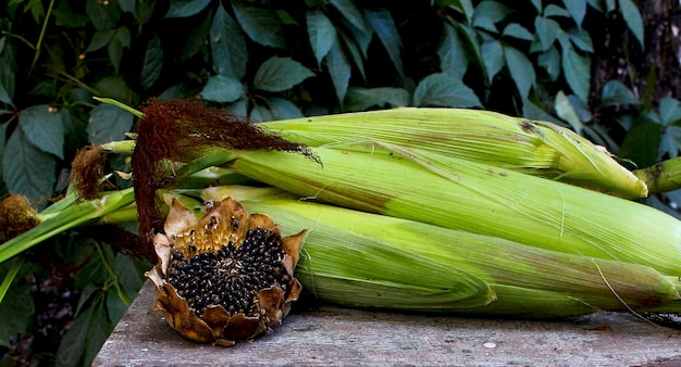 Sunflower corn garden autumn