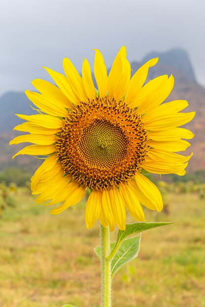 Sunflower in a dry weather day