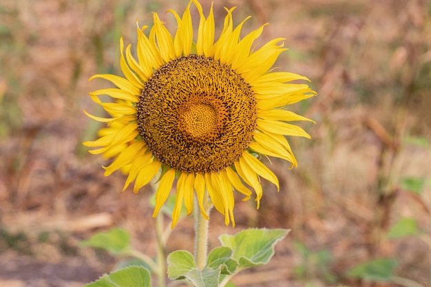 Sunflower in a dry weather day