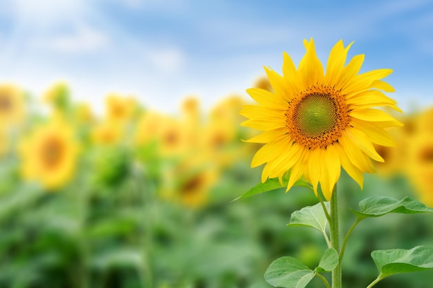 Sunflower field against blue sky