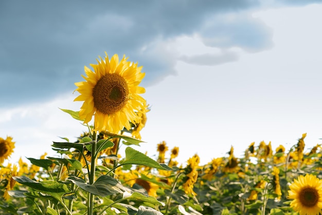 sunflower in the field against the sky, sunflower oil, farm crops