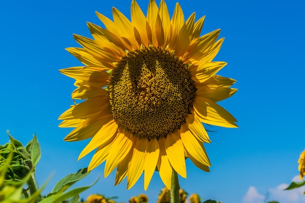 Sunflower in a field over blue sky background.