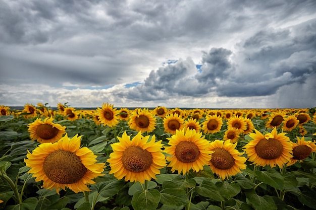 Sunflower field on a bright summer day