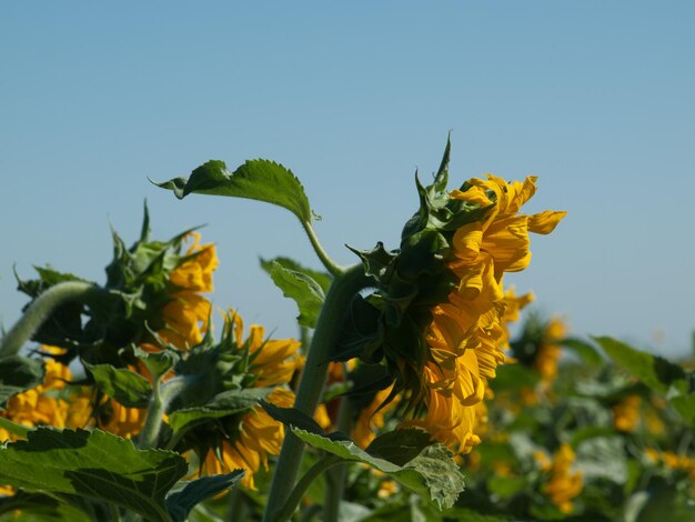 Sunflower field in Colorado.