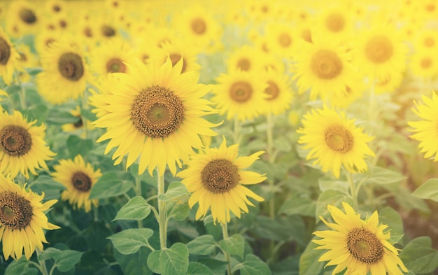 Sunflower field. Farm and agriculture landscape background. 