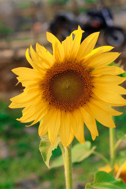 A sunflower in a field of flowers