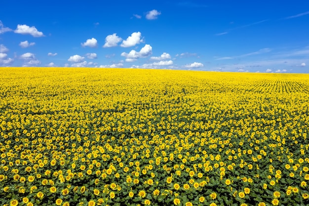 Sunflower field to horizon blue sky aerial view.