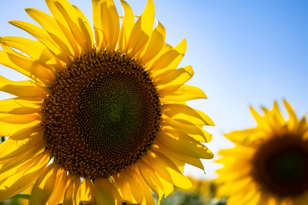 Sunflower field landscape close up.