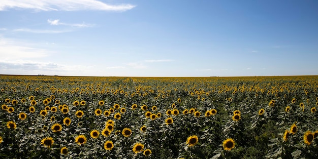 Sunflower field landscape close up.