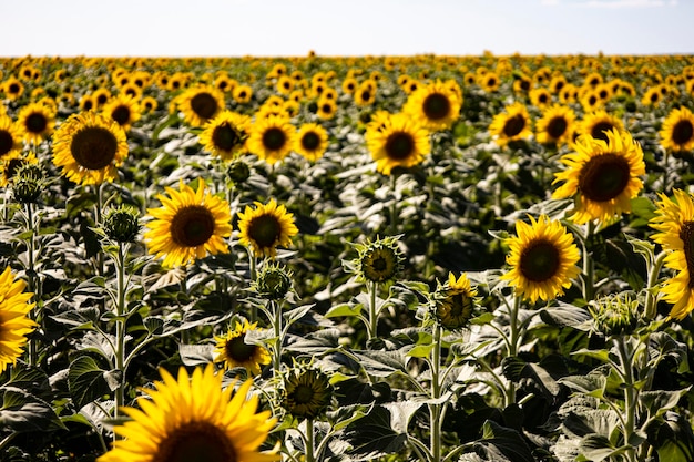 Sunflower field landscape close up.