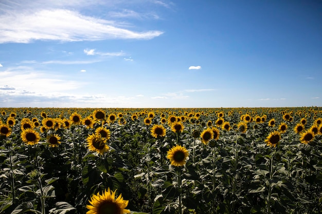 Sunflower field landscape close up