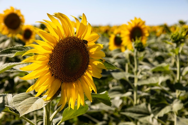 Sunflower field landscape close up