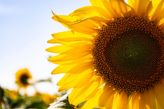 Sunflower field landscape close up