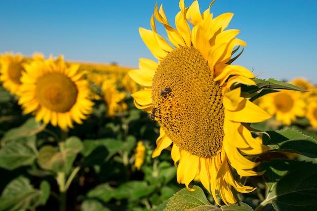 Sunflower field landscape