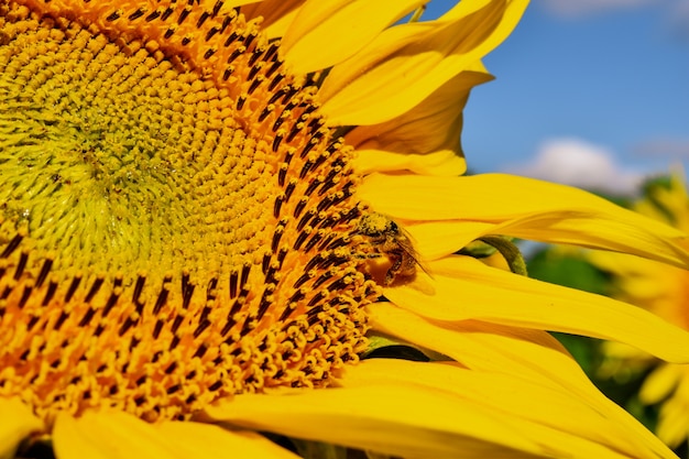 Sunflower field macro