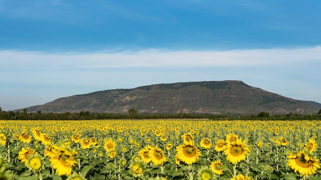 Sunflower field nature scene. Sunflowers. Sunflower field landscape. Sunflower field view