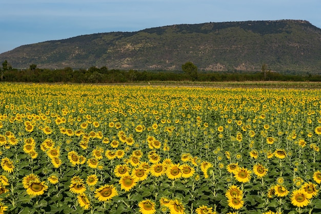 Sunflower field nature scene. Sunflowers. Sunflower field landscape. Sunflower field view