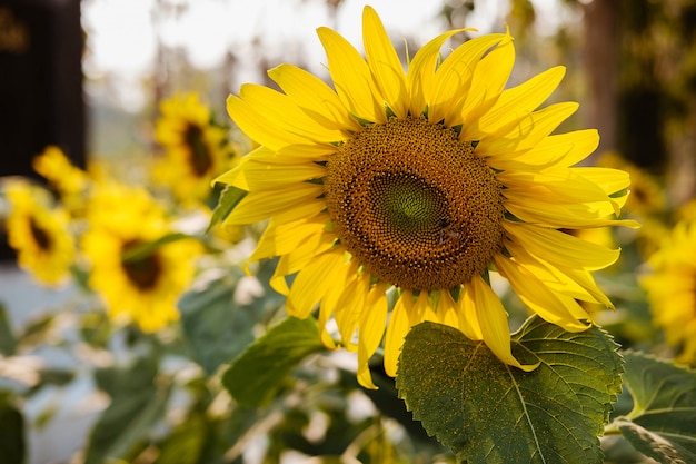 Sunflower field nature