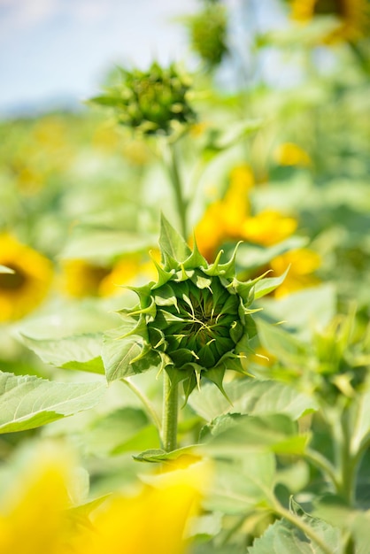 Sunflower field on a summer sunny day against the blue sky. production of sunflower vegetable oil