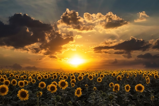 Sunflower field in summer at sunset