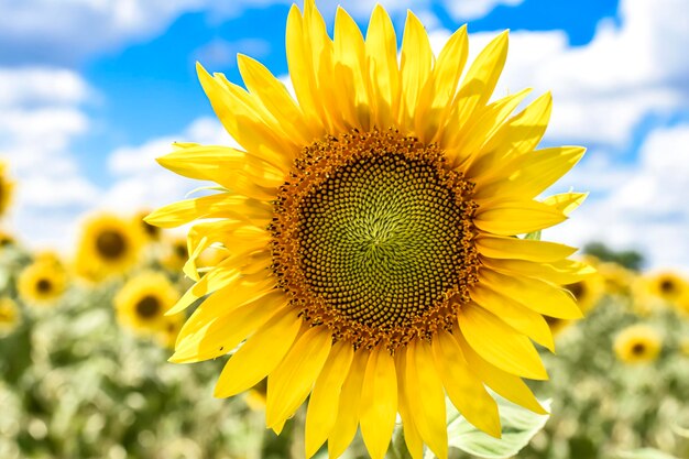 sunflower field in the summer