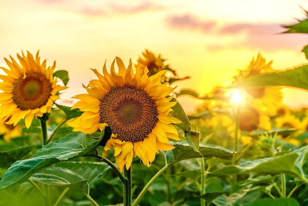 Sunflower field sunflowers flowers landscape from a sunflower farm