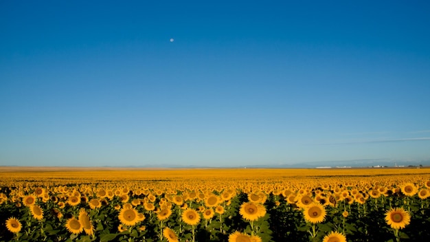 Sunflower field at Sunrise in Colorado.