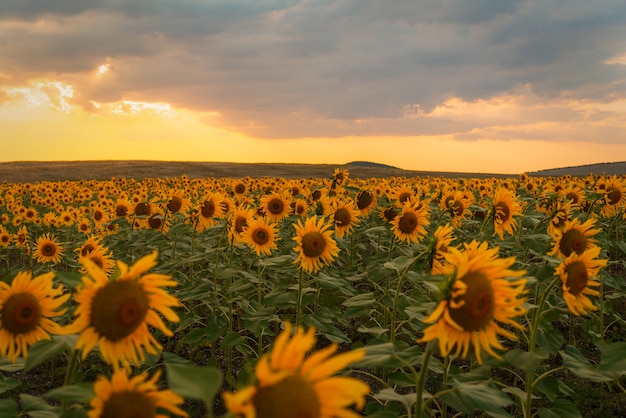 Sunflower field at sunset in summer