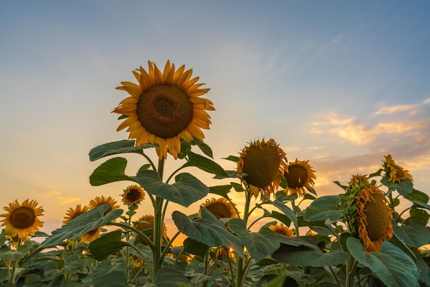 Sunflower field at sunset time