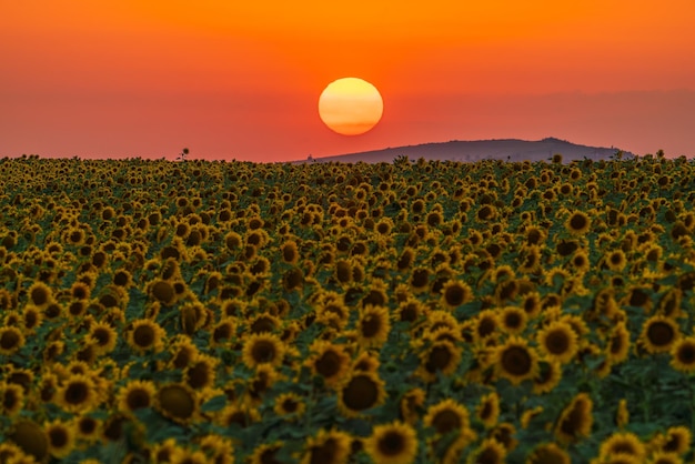 Sunflower field at sunset time