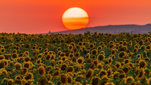 Sunflower field at sunset time