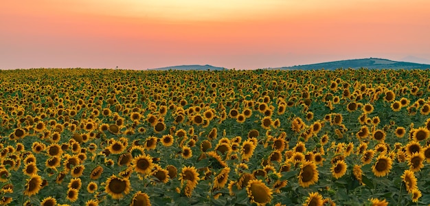 Sunflower field at sunset time