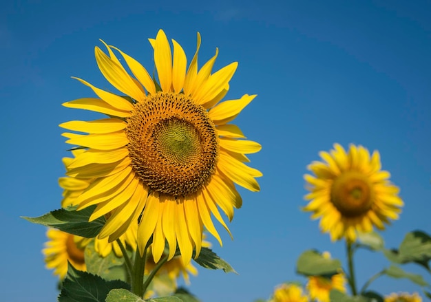 Sunflower field, Trakya / Turkey. Nature agriculture view.