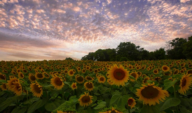 Sunflower field and various times