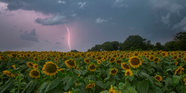 Sunflower field and various times