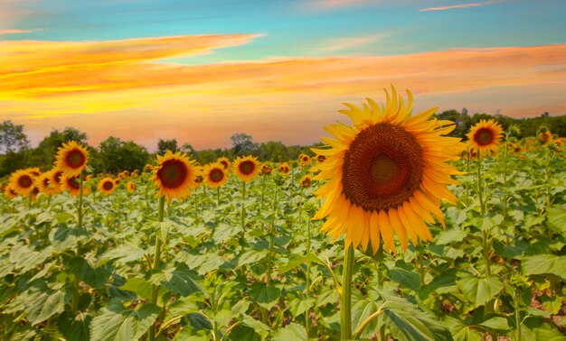 Sunflower field and various times