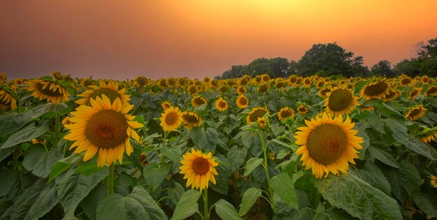 Sunflower field and various times