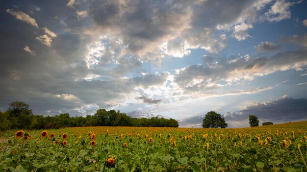 Sunflower field and various times