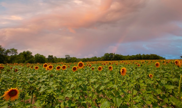 Sunflower field and various times