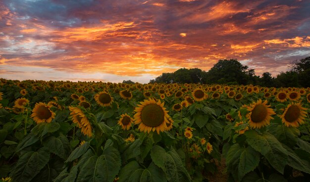 Sunflower field and various times