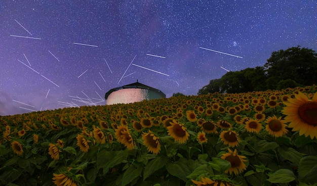 Sunflower field and various times