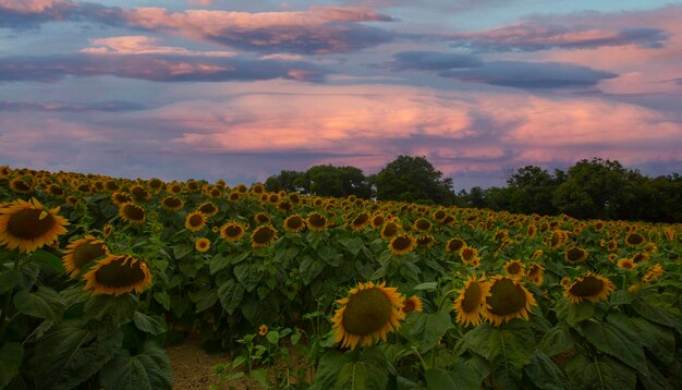 Sunflower field and various times