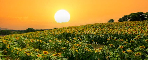 Sunflower field and various times