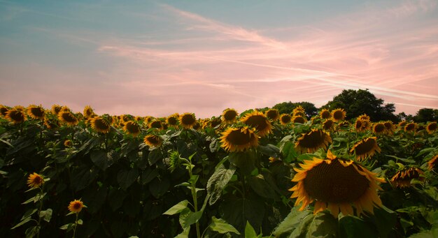 Sunflower field and various times