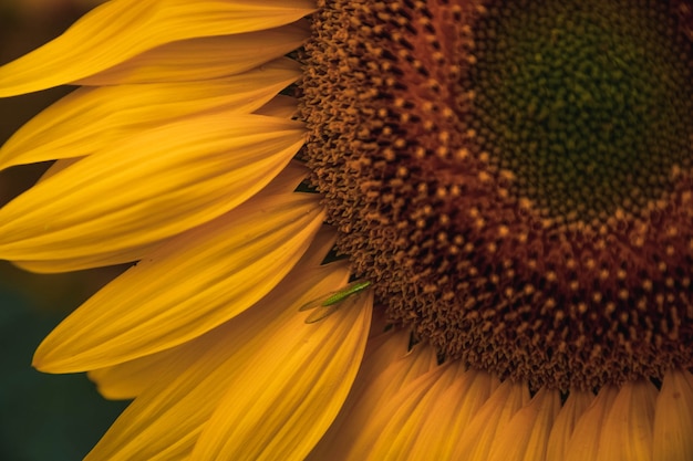 Sunflower in the field with bugs feeding