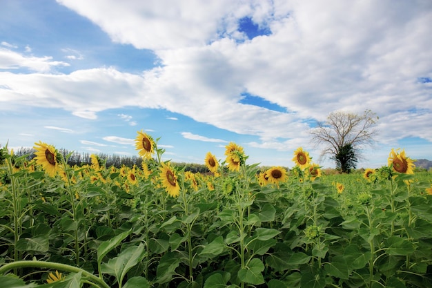 Sunflower in field with the cloud at sky.